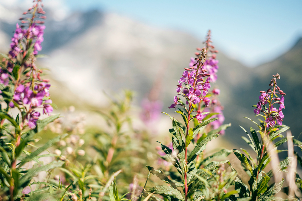 Alpenkräuter Für Die Gesundheit Heilpflanzen Aus Den Alpen